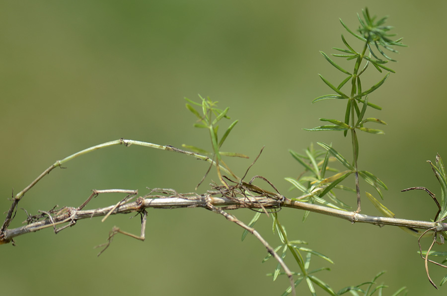 Profumo di ...pulito - Galium verum / Caglio zolfino